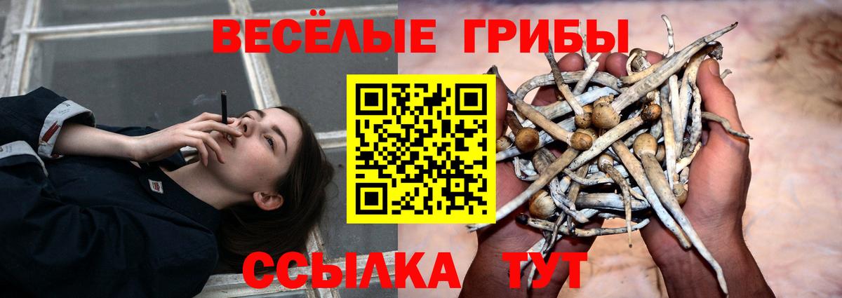 Галлюциногенные грибы Cubensis Нововоронеж